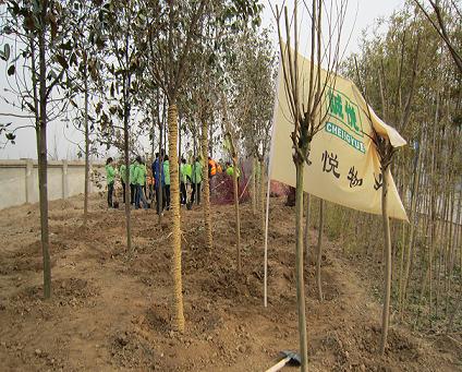 植树5.jpg 植树5.jpg